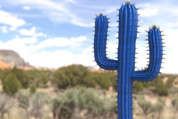 MOBOTIX Cactus Concept