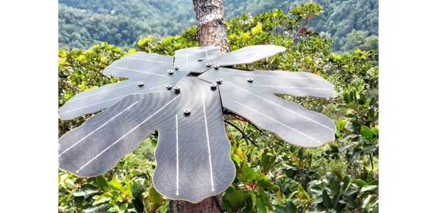 Rainforest_Connection_01 copy